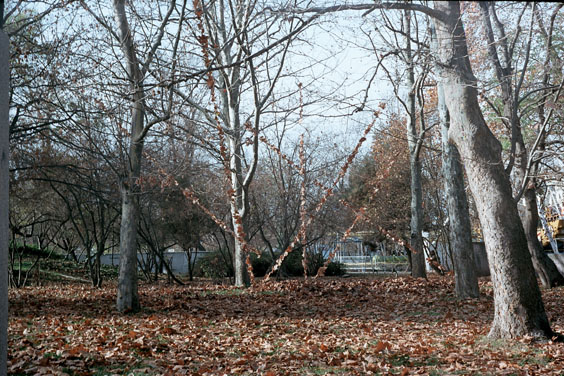 Листопад в морската градина - гр. Бургас / 2002г.